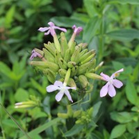 Verbena aristigera S.Moore